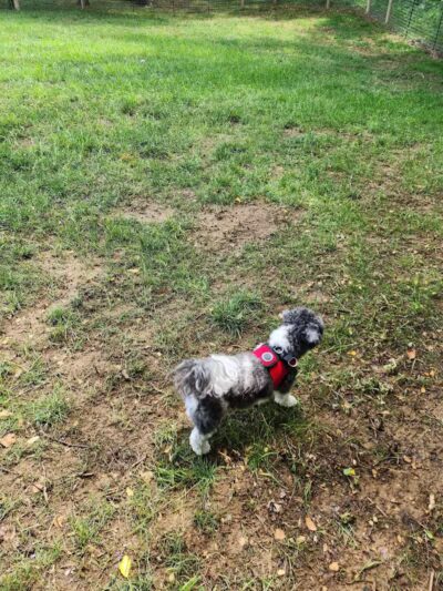 Galena Dog Park - Galena, IL
