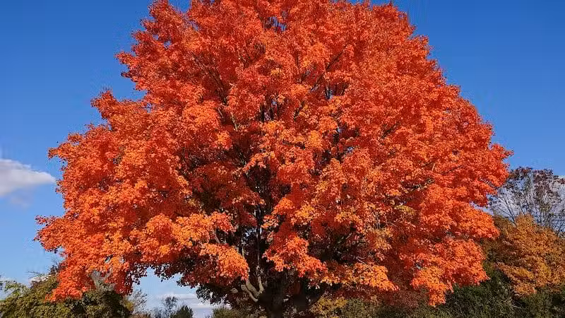 Alum Creek Below Dam Recreation Area - Galena, OH