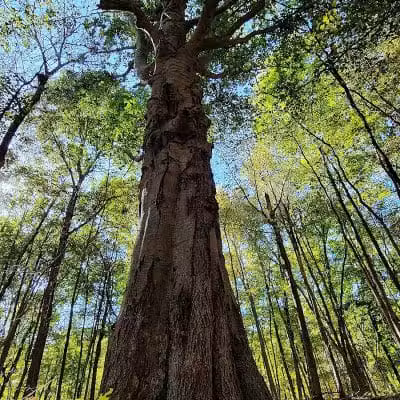 Alum Creek Hunting Area - Galena, OH