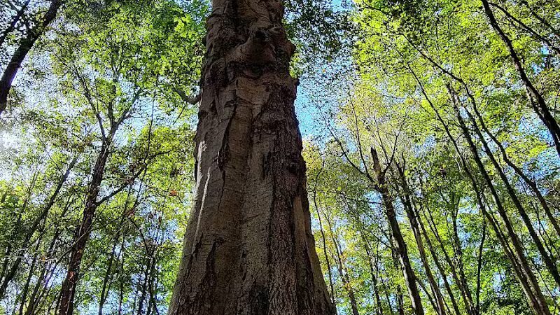Alum Creek Hunting Area - Galena, OH