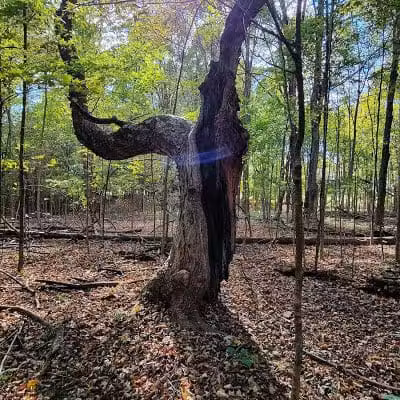 Alum Creek Hunting Area - Galena, OH