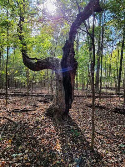 Alum Creek Hunting Area - Galena, OH