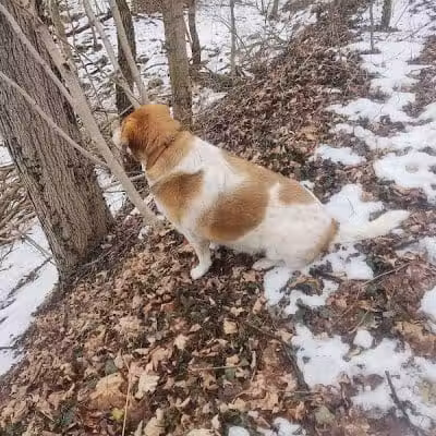Galena Brick Trail/Ohio to Erie Trail - Galena, OH