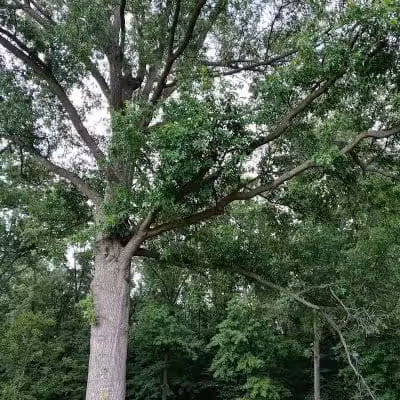 Galena Rest Area Northbound - Galena, OH