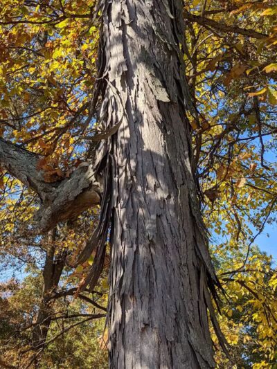 Galena Rest Area Southbound - Galena, OH