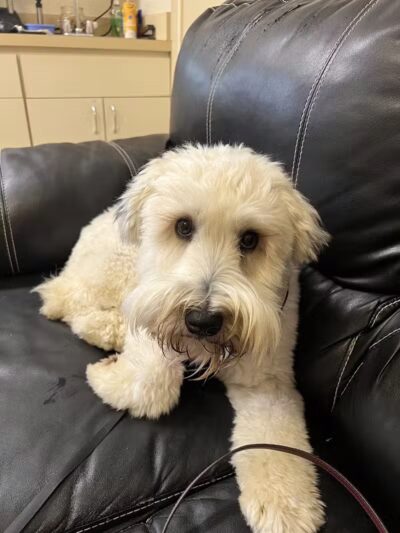 Mann Vet Clinic - Galena, OH