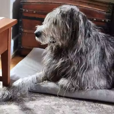 Mann Vet Clinic - Galena, OH