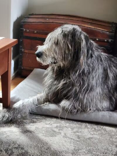 Mann Vet Clinic - Galena, OH