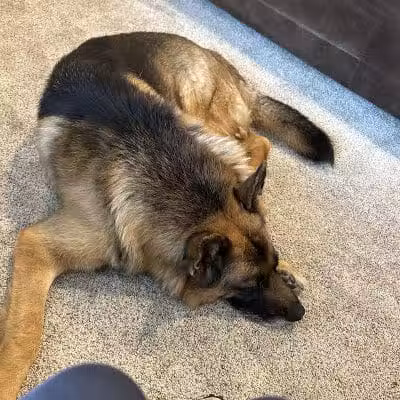 Mann Vet Clinic - Galena, OH