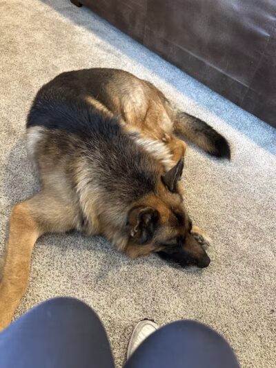 Mann Vet Clinic - Galena, OH