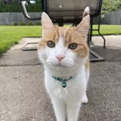 Mann Vet Clinic - Galena, OH