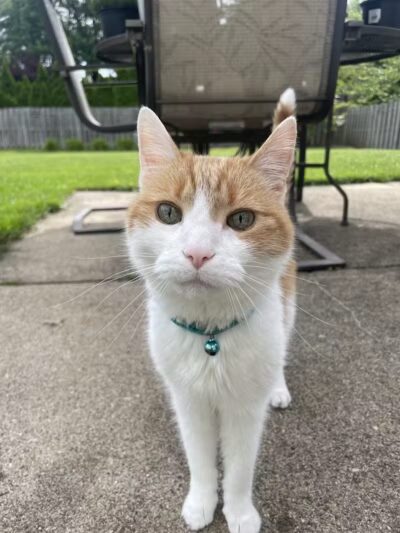 Mann Vet Clinic - Galena, OH