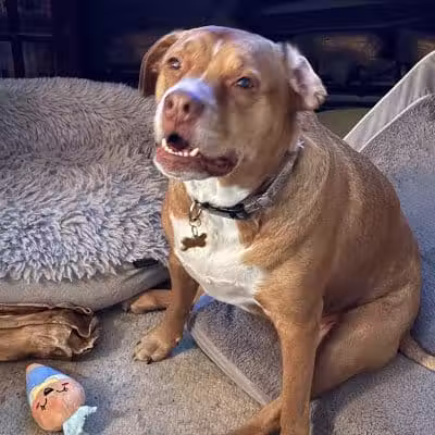 Mann Vet Clinic - Galena, OH