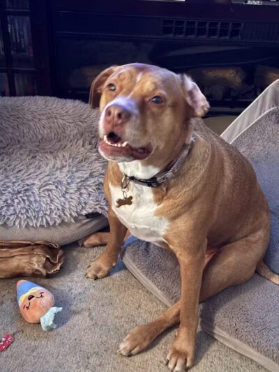 Mann Vet Clinic - Galena, OH