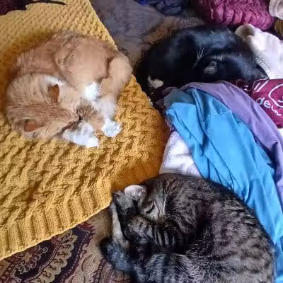 Mann Vet Clinic - Galena, OH