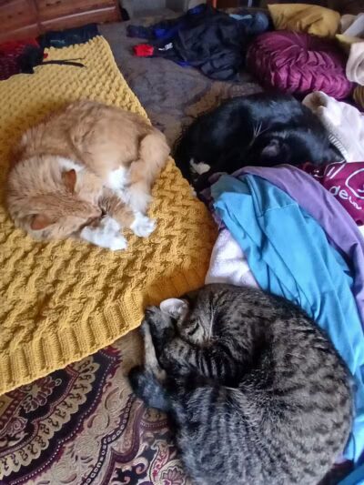 Mann Vet Clinic - Galena, OH