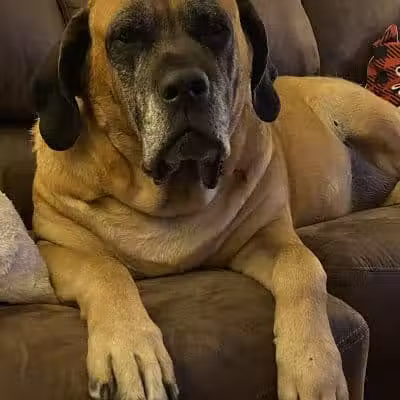 Mann Vet Clinic - Galena, OH