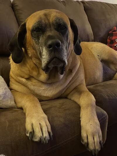 Mann Vet Clinic - Galena, OH