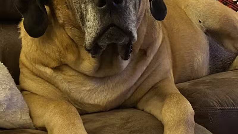 Mann Vet Clinic - Galena, OH