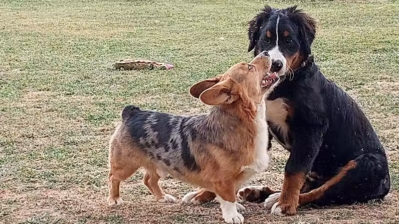 Adventure Mountain for Dogs and Boarding - Galion, OH