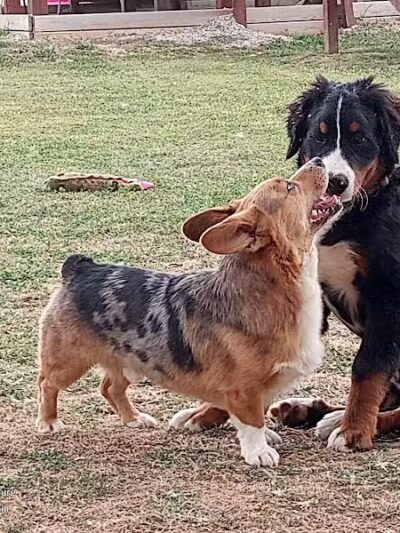 Adventure Mountain for Dogs and Boarding - Galion, OH