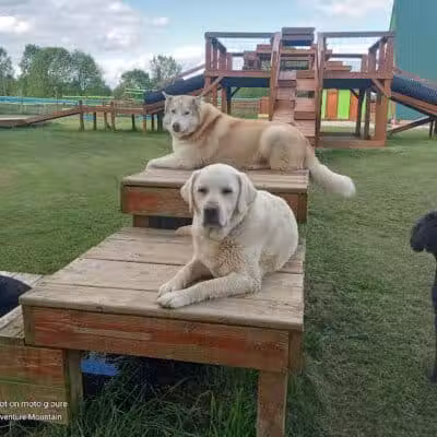 Adventure Mountain for Dogs and Boarding - Galion, OH
