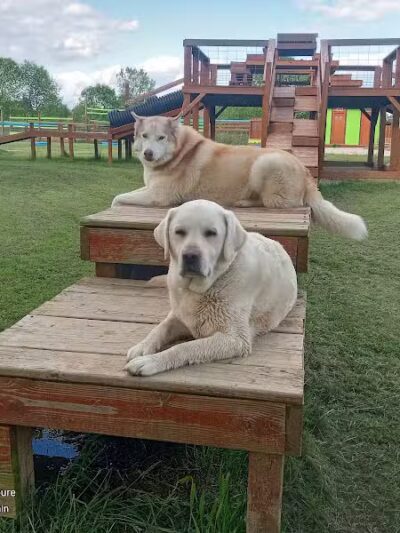 Adventure Mountain for Dogs and Boarding - Galion, OH