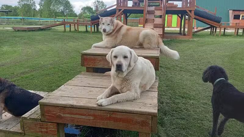Adventure Mountain for Dogs and Boarding - Galion, OH