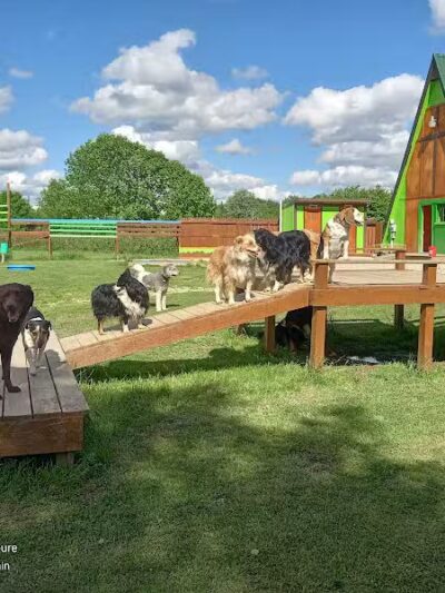 Adventure Mountain for Dogs and Boarding - Galion, OH