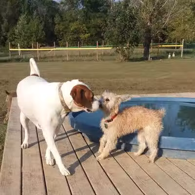 Adventure Mountain for Dogs and Boarding - Galion, OH