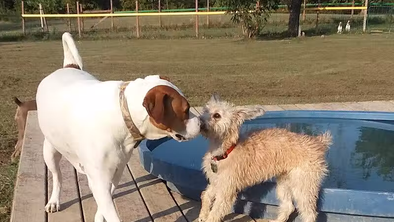 Adventure Mountain for Dogs and Boarding - Galion, OH