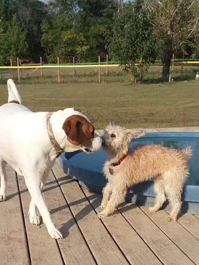 Adventure Mountain for Dogs and Boarding - Galion, OH