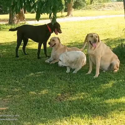 Adventure Mountain for Dogs and Boarding - Galion, OH