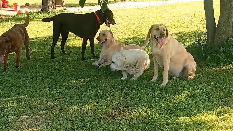 Adventure Mountain for Dogs and Boarding - Galion, OH