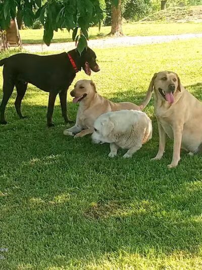 Adventure Mountain for Dogs and Boarding - Galion, OH