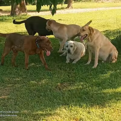 Adventure Mountain for Dogs and Boarding - Galion, OH