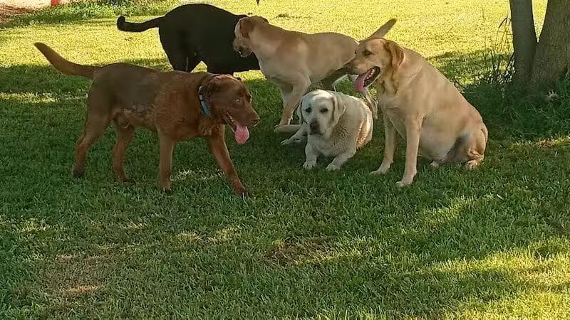 Adventure Mountain for Dogs and Boarding - Galion, OH