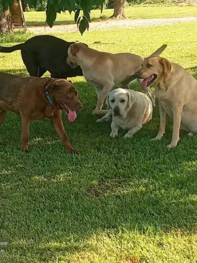 Adventure Mountain for Dogs and Boarding - Galion, OH