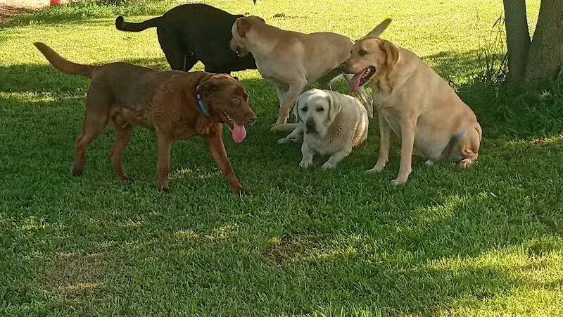 Adventure Mountain for Dogs and Boarding - Galion, OH
