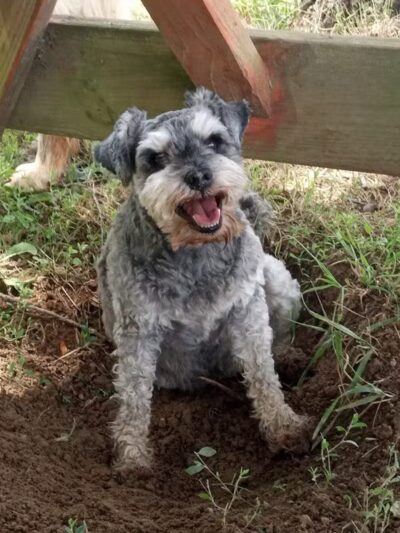 Adventure Mountain for Dogs and Boarding - Galion, OH