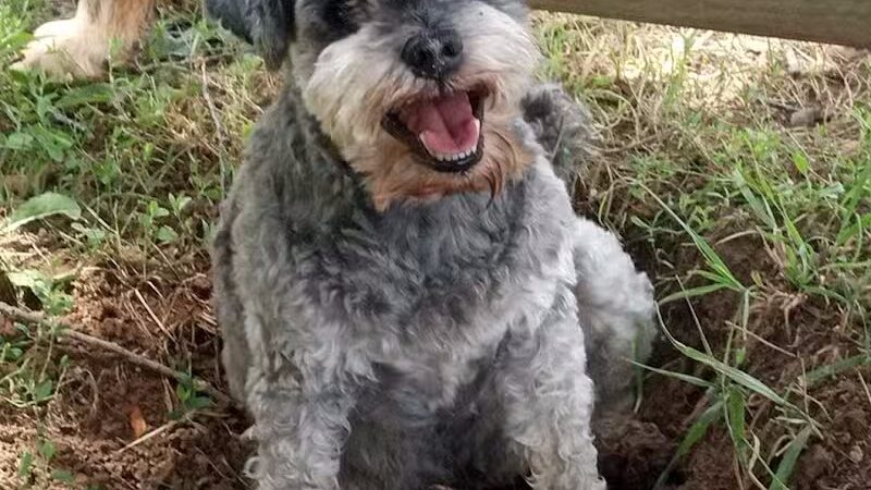 Adventure Mountain for Dogs and Boarding - Galion, OH