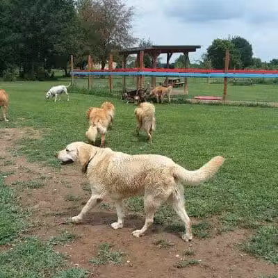 Adventure Mountain for Dogs and Boarding - Galion, OH