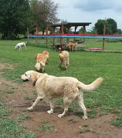 Adventure Mountain for Dogs and Boarding - Galion, OH