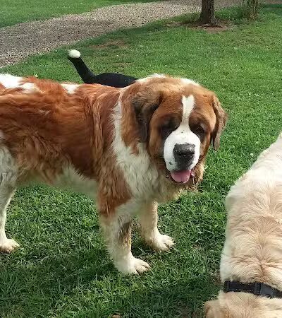 Adventure Mountain for Dogs and Boarding - Galion, OH