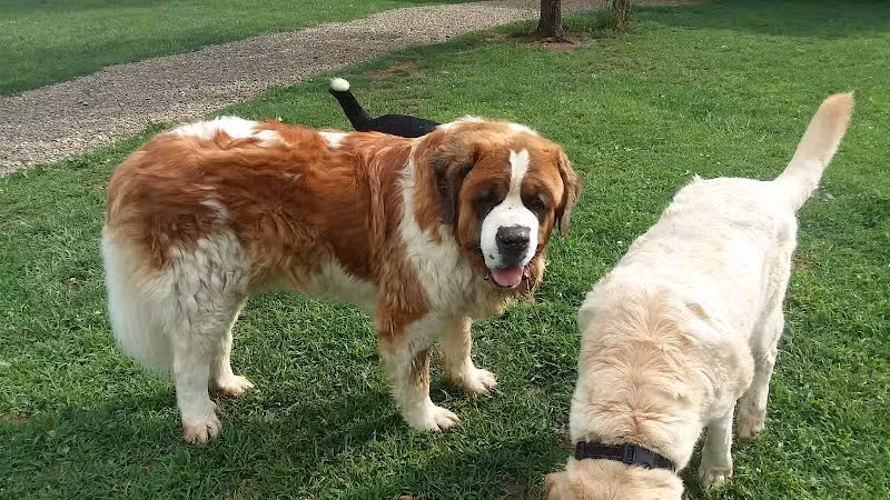 Adventure Mountain for Dogs and Boarding - Galion, OH