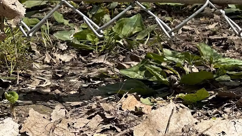 Galion city dog park - Galion, OH