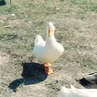 Clover Park - Galloway, OH