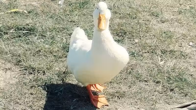 Clover Park - Galloway, OH