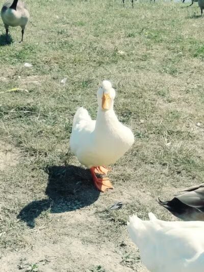 Clover Park - Galloway, OH