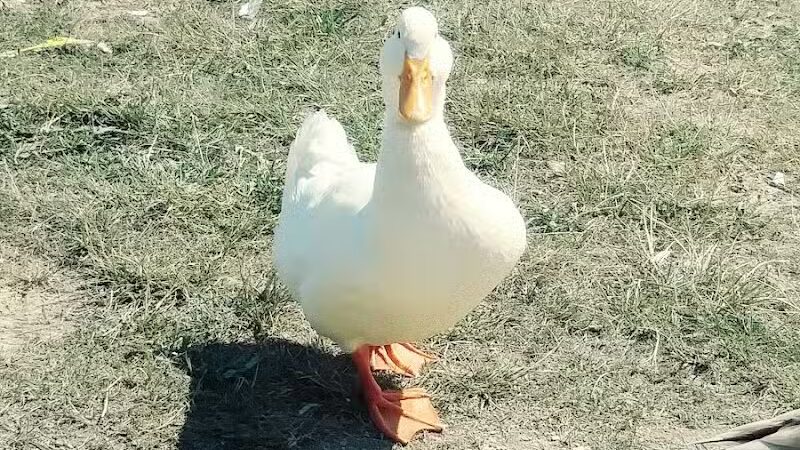 Clover Park - Galloway, OH